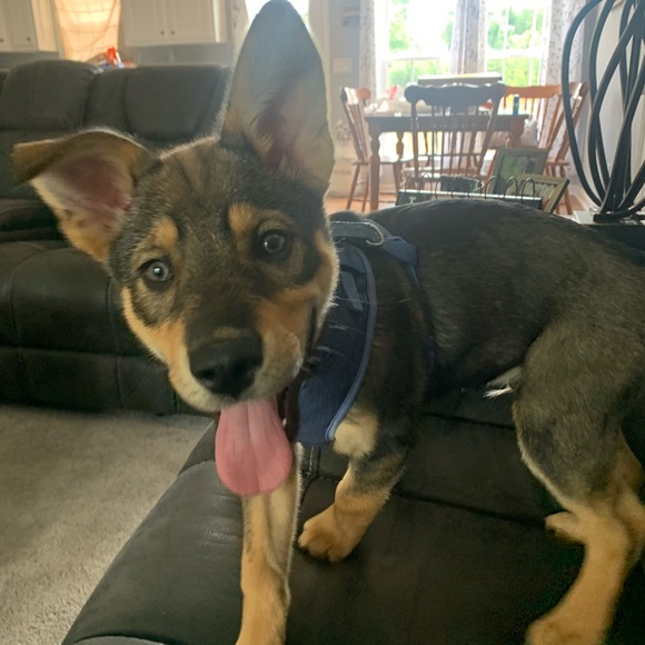 Curtain Set - Picture 2 of 3